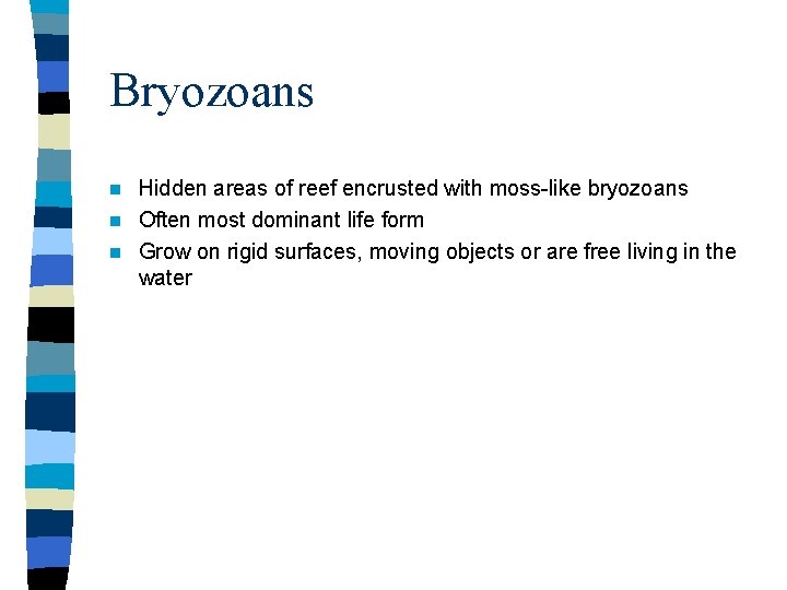 Bryozoans Hidden areas of reef encrusted with moss-like bryozoans n Often most dominant life