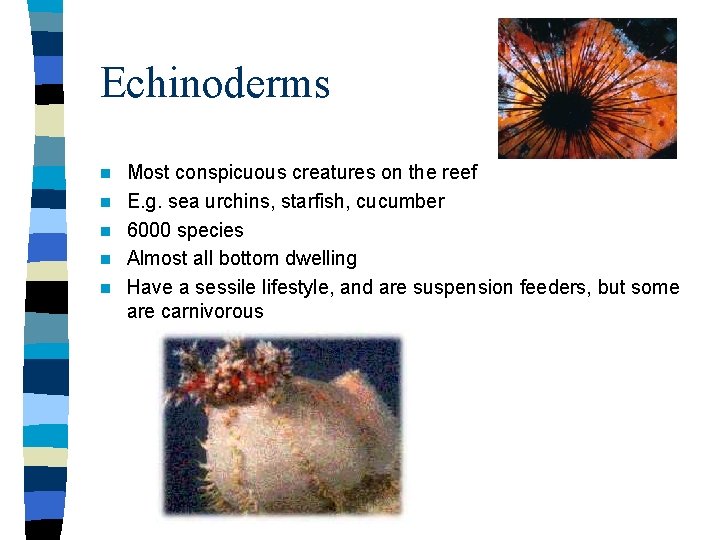 Echinoderms n n n Most conspicuous creatures on the reef E. g. sea urchins,