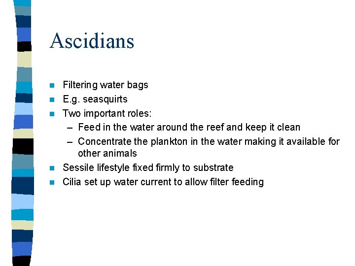 Ascidians n n n Filtering water bags E. g. seasquirts Two important roles: –