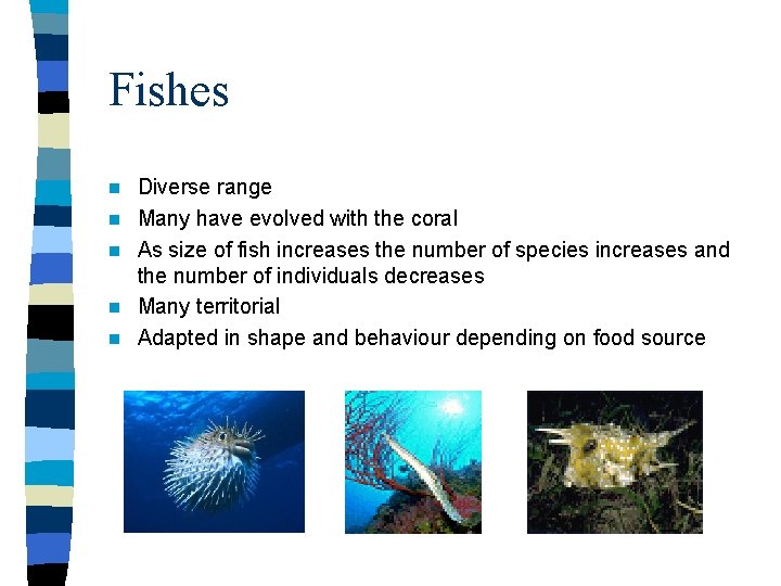 Fishes n n n Diverse range Many have evolved with the coral As size