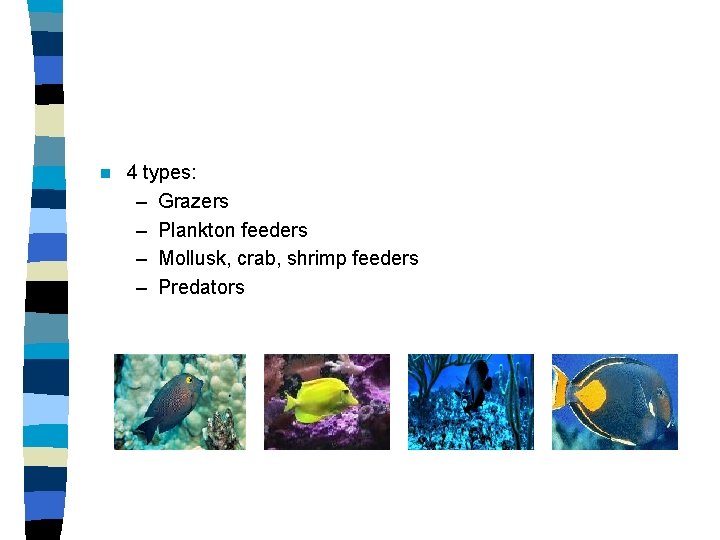 n 4 types: – Grazers – Plankton feeders – Mollusk, crab, shrimp feeders –