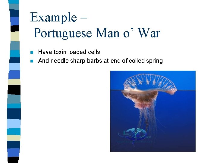 Example – Portuguese Man o’ War Have toxin loaded cells n And needle sharp