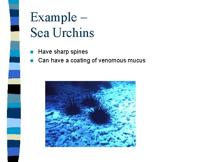 Example – Sea Urchins Have sharp spines n Can have a coating of venomous