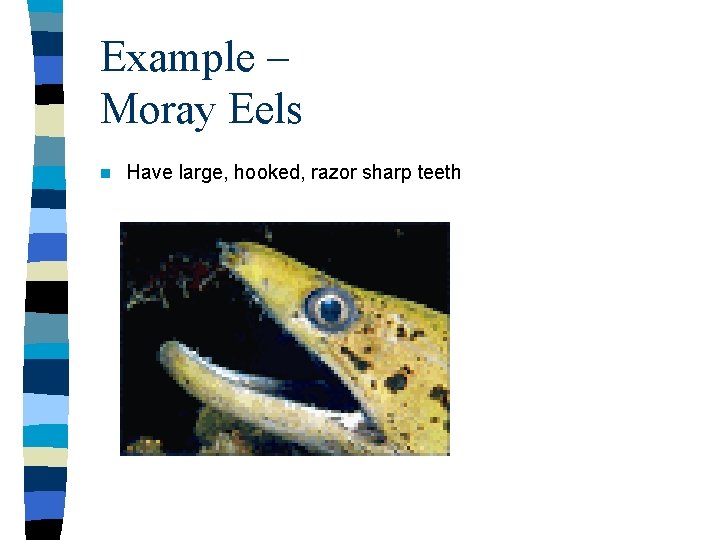 Example – Moray Eels n Have large, hooked, razor sharp teeth 