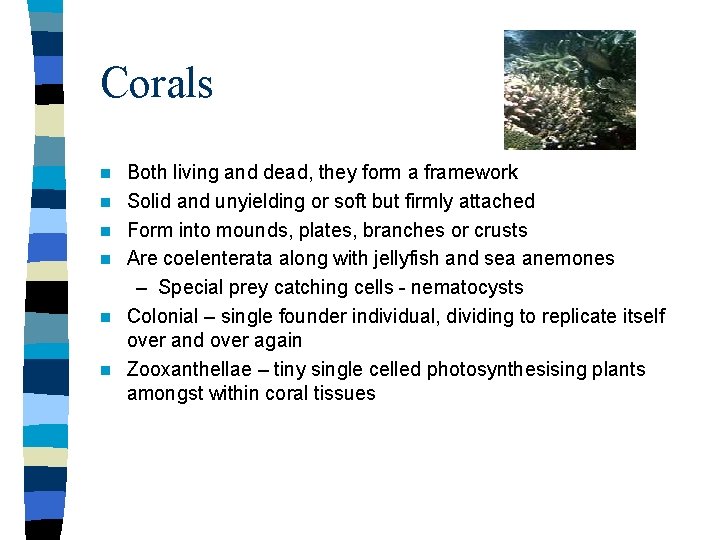 Corals n n n Both living and dead, they form a framework Solid and
