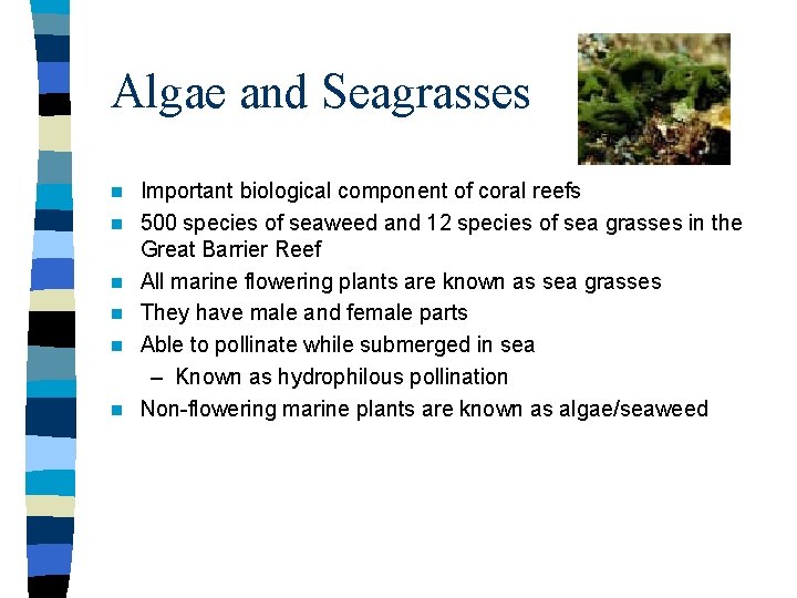 Algae and Seagrasses n n n Important biological component of coral reefs 500 species