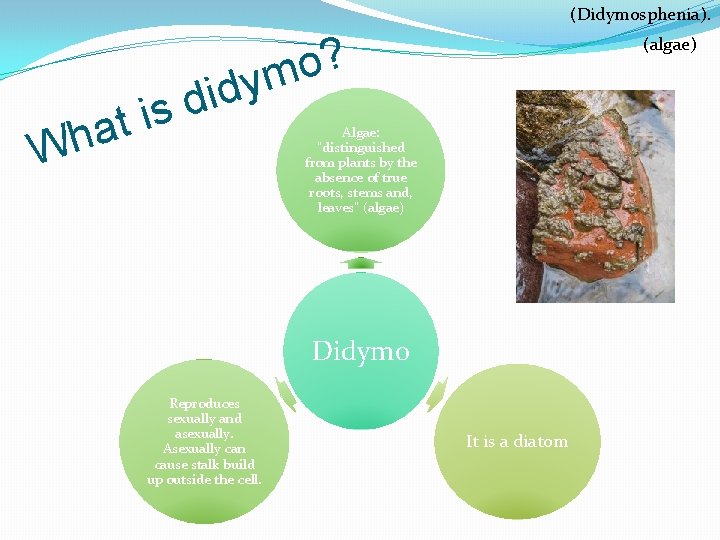 (Didymosphenia). d i d s i t a h W ? o ym (algae)