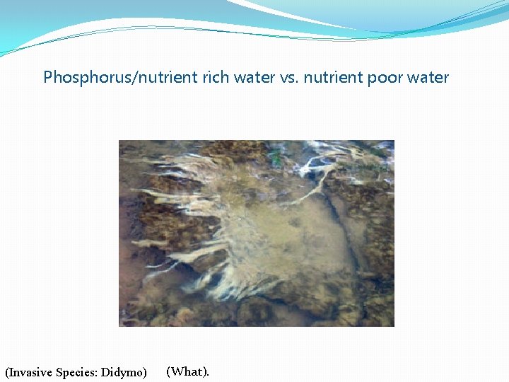Phosphorus/nutrient rich water vs. nutrient poor water (Invasive Species: Didymo) (What). 