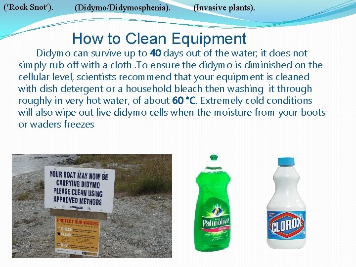 (‘Rock Snot’). (Didymo/Didymosphenia). (Invasive plants). How to Clean Equipment Didymo can survive up to