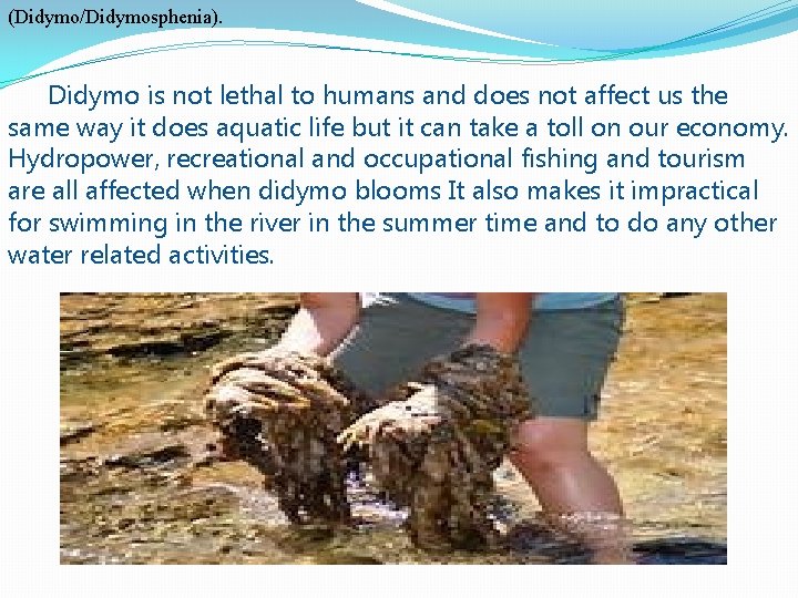 (Didymo/Didymosphenia). Didymo is not lethal to humans and does not affect us the same
