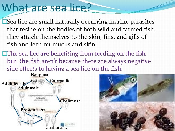 What are sea lice? �Sea lice are small naturally occurring marine parasites that reside