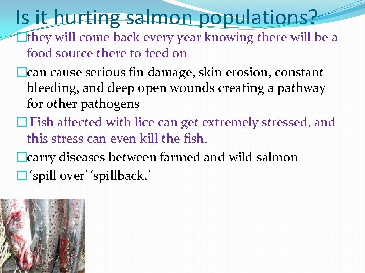 Is it hurting salmon populations? �they will come back every year knowing there will