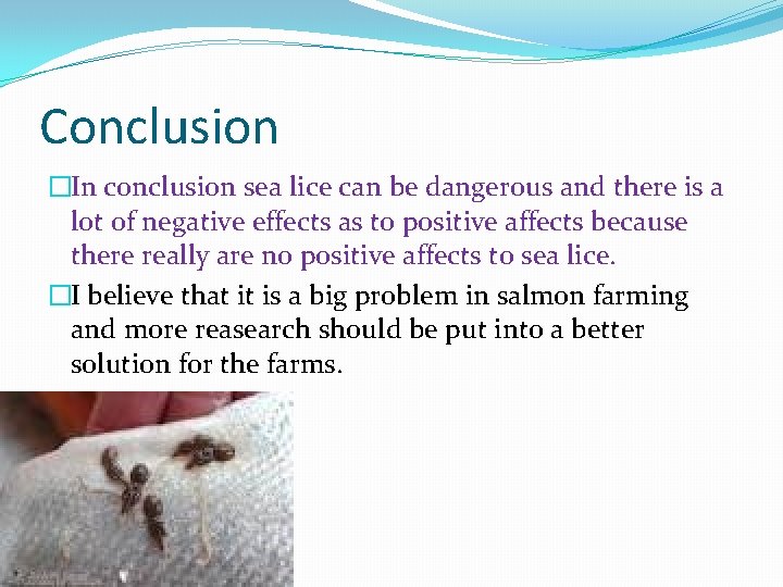 Conclusion �In conclusion sea lice can be dangerous and there is a lot of