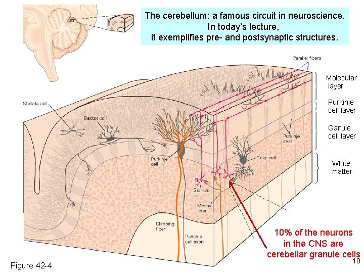 The cerebellum: a famous circuit in neuroscience. In today’s lecture, it exemplifies pre- and