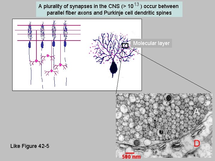 A plurality of synapses in the CNS (> 1013 ) occur between parallel fiber