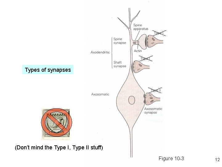 Types of synapses (Don’t mind the Type I, Type II stuff) Figure 10 -3