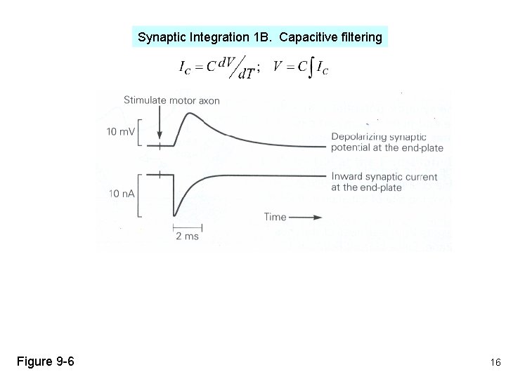 Synaptic Integration 1 B. Capacitive filtering Figure 9 -6 16 