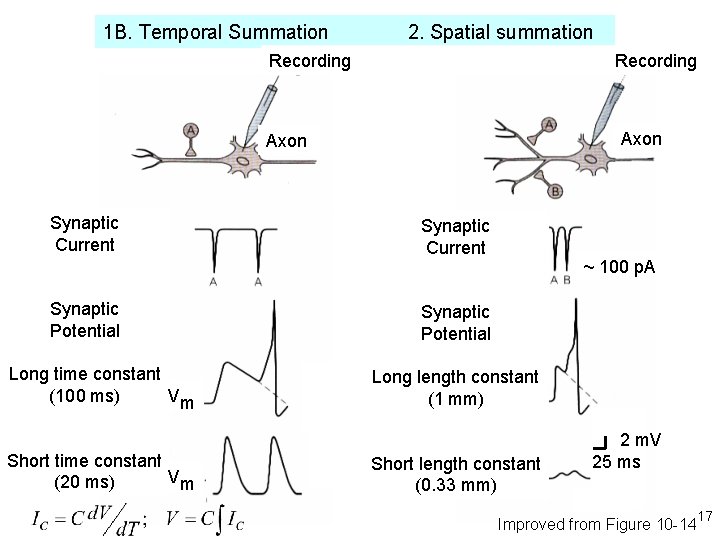 1 B. Temporal Summation 2. Spatial summation Recording Axon Synaptic Current Synaptic Potential Long