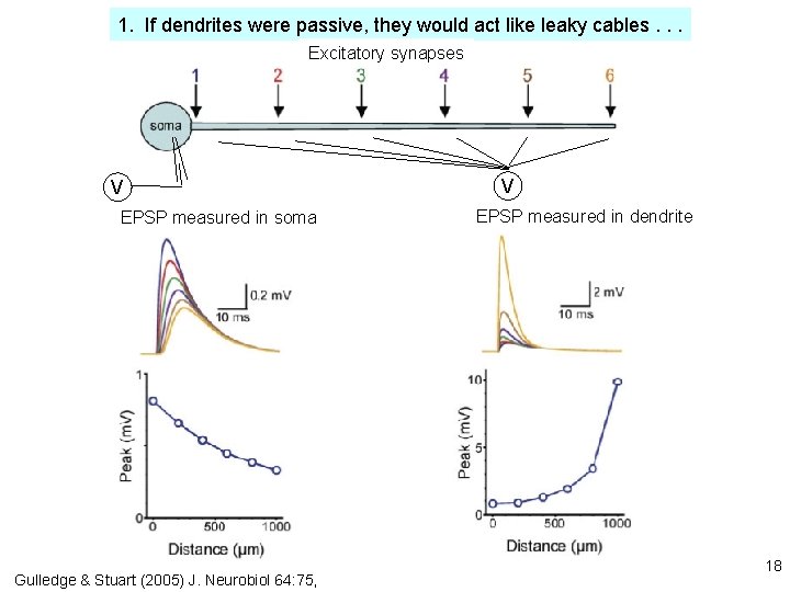 1. If dendrites were passive, they would act like leaky cables. . . Excitatory