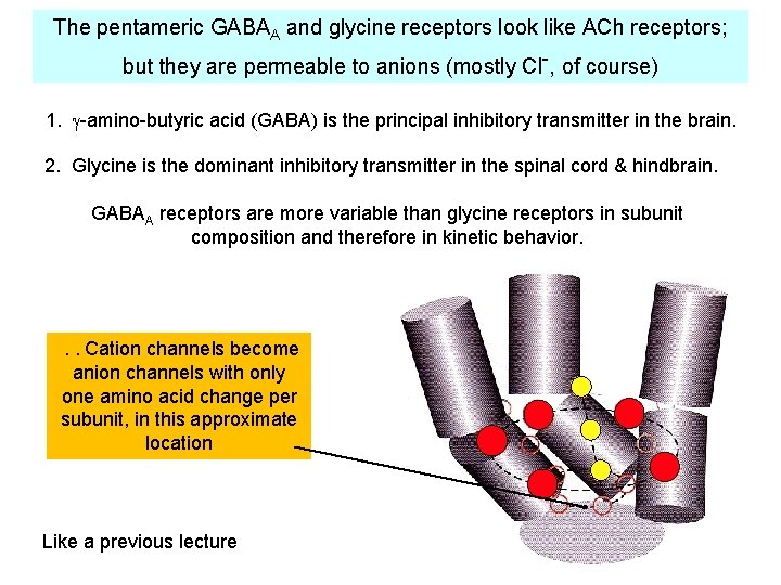 The pentameric GABAA and glycine receptors look like ACh receptors; but they are permeable