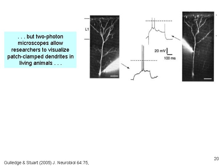 . . . but two-photon microscopes allow researchers to visualize patch-clamped dendrites in living