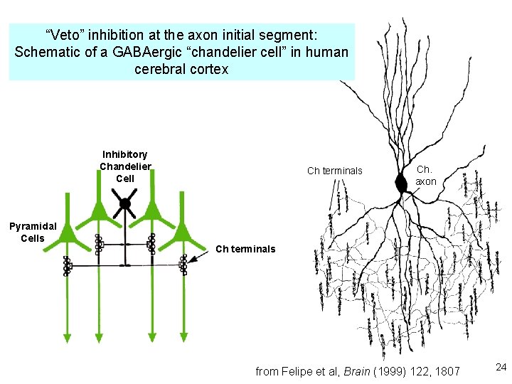 “Veto” inhibition at the axon initial segment: Schematic of a GABAergic “chandelier cell” in