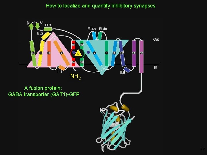 How to localize and quantify inhibitory synapses NH 2 A fusion protein: GABA transporter