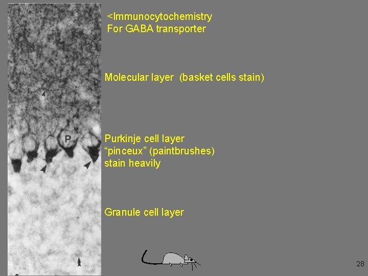 <Immunocytochemistry For GABA transporter Molecular layer (basket cells stain) Purkinje cell layer “pinceux” (paintbrushes)