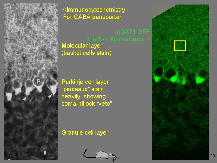 <Immunocytochemistry For GABA transporter m. GAT 1 GFP knock-in fluorescence > Molecular layer (basket