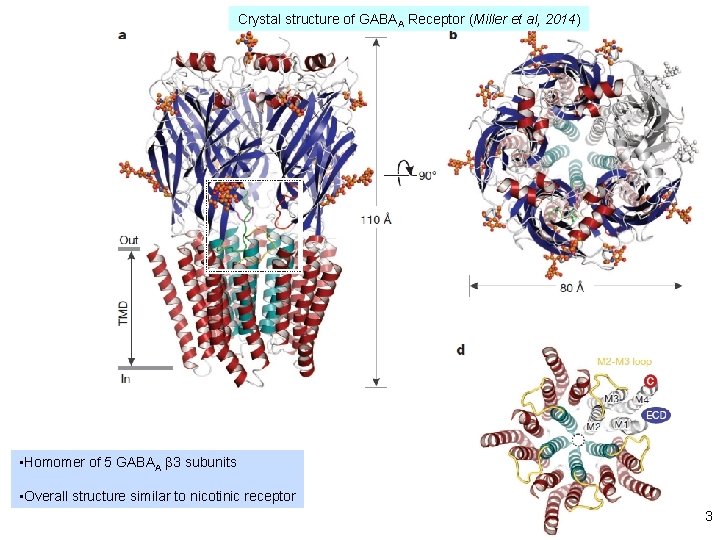 Crystal structure of GABAA Receptor (Miller et al, 2014) • Homomer of 5 GABAA