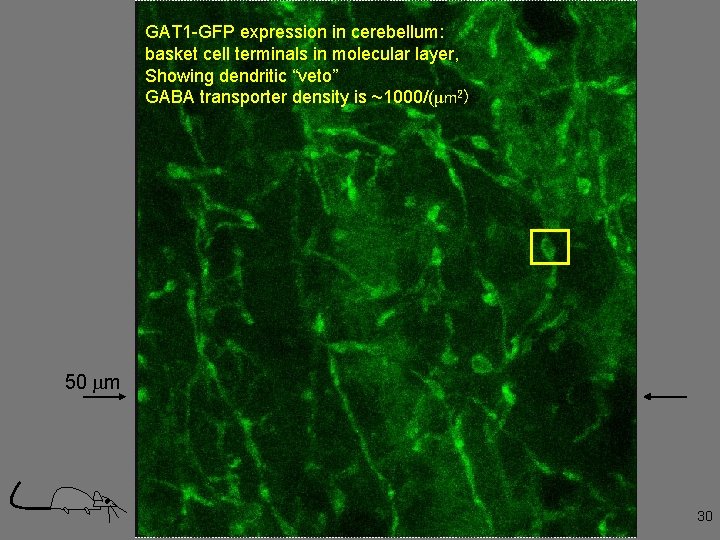 GAT 1 -GFP expression in cerebellum: basket cell terminals in molecular layer, Showing dendritic