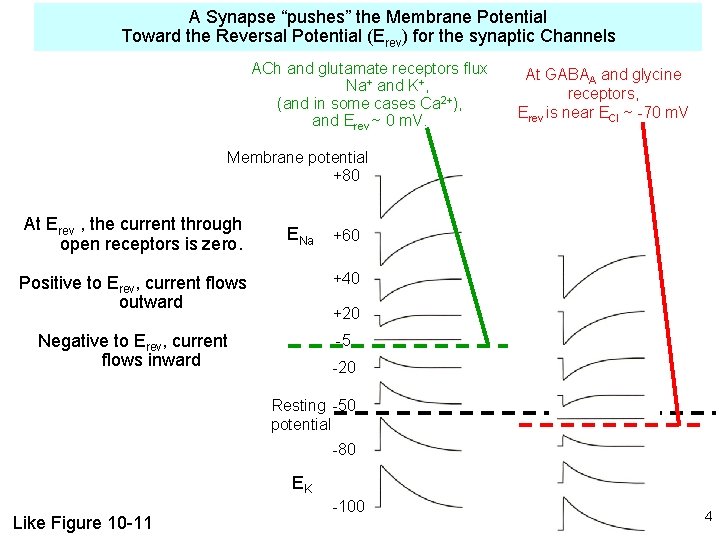 A Synapse “pushes” the Membrane Potential Toward the Reversal Potential (Erev) for the synaptic