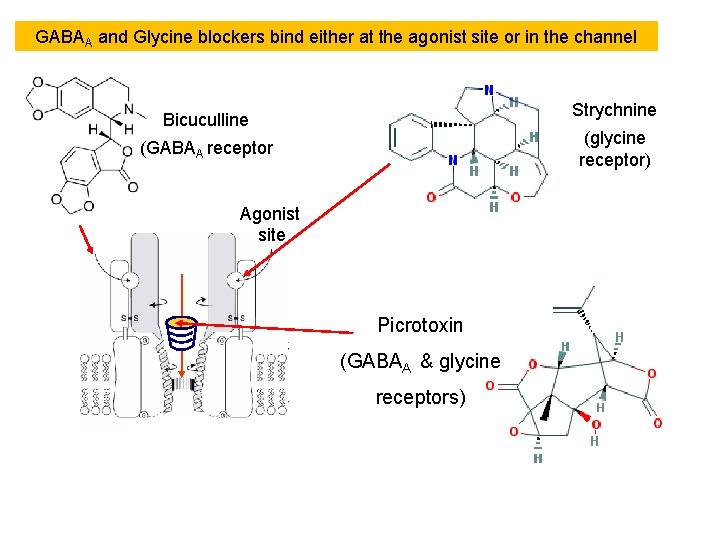 GABAA and Glycine blockers bind either at the agonist site or in the channel