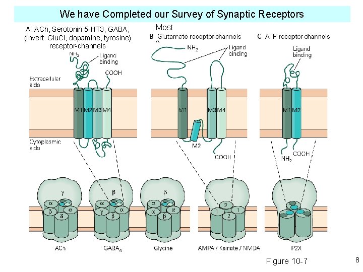 We have Completed our Survey of Synaptic Receptors A. ACh, Serotonin 5 -HT 3,
