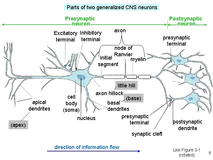Parts of two generalized CNS neurons Postsynaptic neuron Presynaptic neuron Excitatory Inhibitory terminal axon