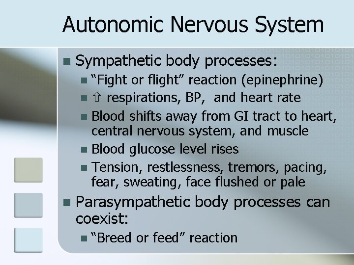 Autonomic Nervous System n Sympathetic body processes: “Fight or flight” reaction (epinephrine) n respirations,