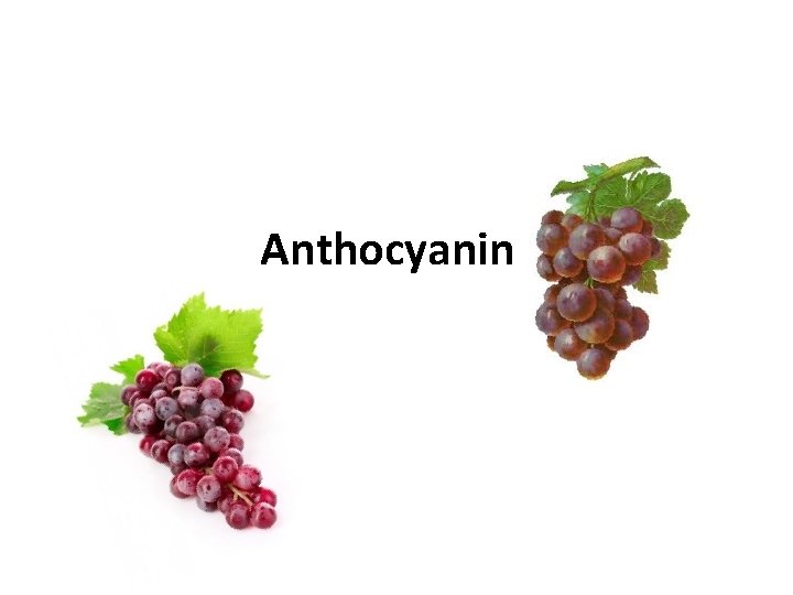 Anthocyanin 