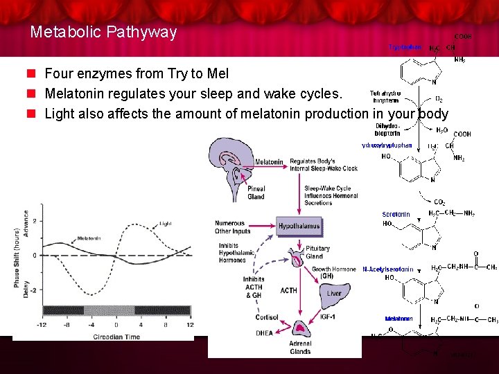Metabolic Pathyway n Four enzymes from Try to Mel n Melatonin regulates your sleep