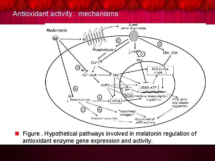 Antioxidant activity : mechanisms n Figure. Hypothetical pathways involved in melatonin regulation of antioxidant