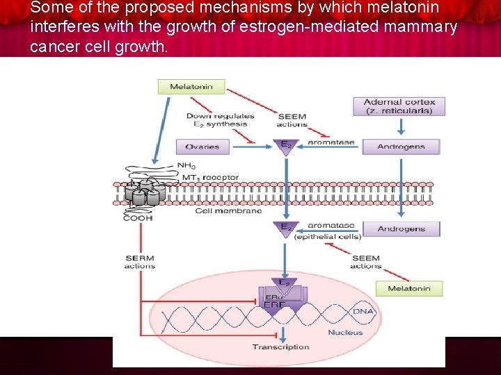 Some of the proposed mechanisms by which melatonin interferes with the growth of estrogen-mediated