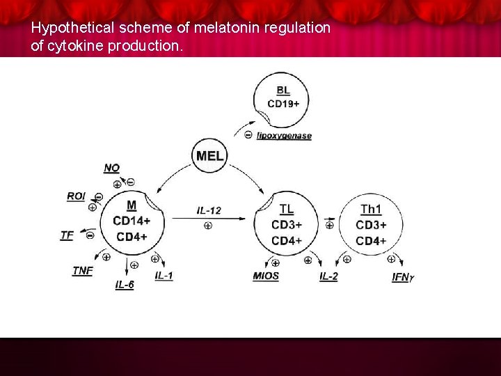 Hypothetical scheme of melatonin regulation of cytokine production. 