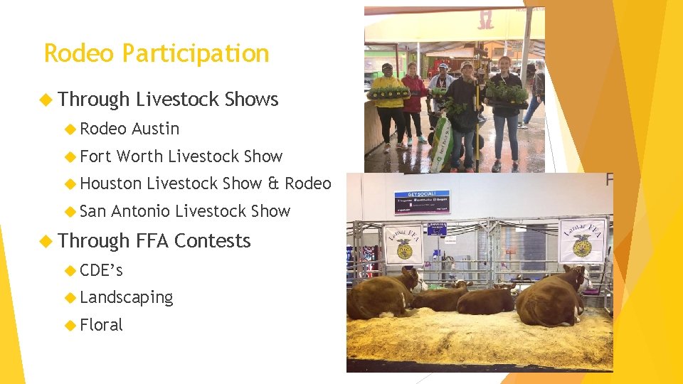 Rodeo Participation Through Rodeo Fort Livestock Shows Austin Worth Livestock Show Houston San Livestock