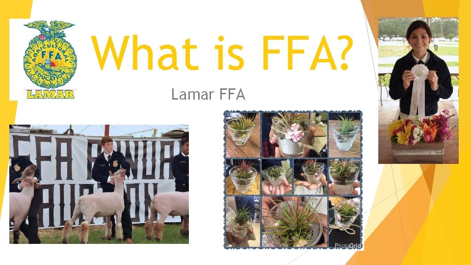 What is FFA? Lamar FFA 