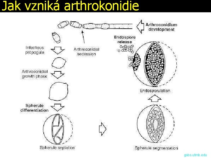 Jak vzniká arthrokonidie gsbs. utmb. edu 