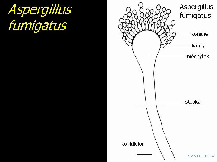 Aspergillus fumigatus www. mycolog. com www. sci. muni. cz 