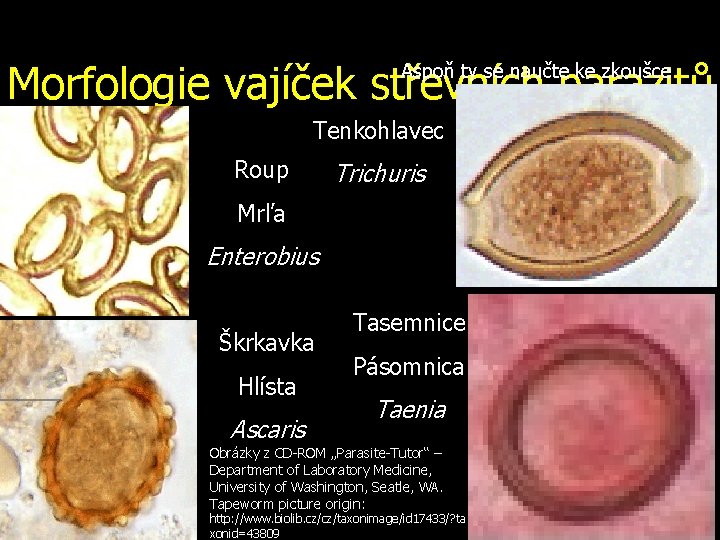 Morfologie vajíček střevních parazitů Aspoň ty se naučte ke zkoušce Tenkohlavec Roup Trichuris Mrľa