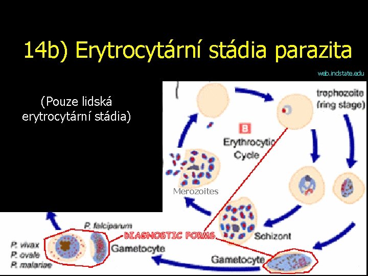 14 b) Erytrocytární stádia parazita web. indstate. edu (Pouze lidská erytrocytární stádia) Merozoites 