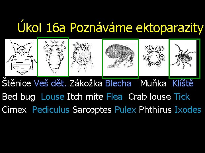 Úkol 16 a Poznáváme ektoparazity Štěnice Veš dět. Zákožka Blecha Muňka Klíště Bed bug