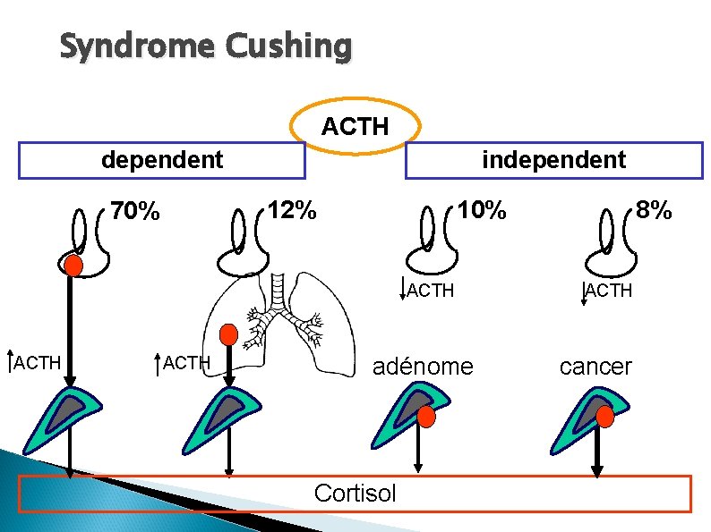 Syndrome Cushing ACTH dependent independent 12% 70% 10% ACTH adénome Cortisol 8% ACTH cancer