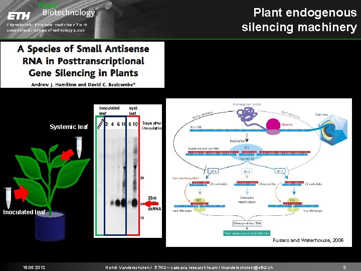 Plant endogenous silencing machinery Systemic leaf Days after inoculation Inoculated leaf Fusaro and Waterhouse,